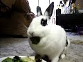 Bunny Love & Butterflies Bunny Love & Butterflies