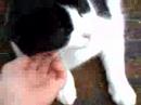 My cat, Sadie, would be a great girlfriend of Flippy! She's exactly like him, but can jump from high heights.
