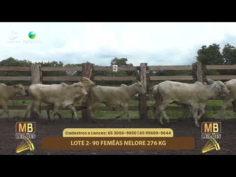 529� LEIL�O VIRTUAL DE CORTE