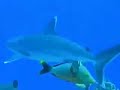 jaws - diving with sharks in rangiroa