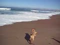 Dogs at beach 4