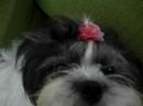 Meg and ringtones - Lhasa Apso
