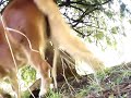 Part Of Movie \"Wild Golden Mare\" Part Of Movie \"Wild Golden Mare\"