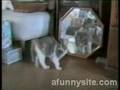 bluppers de gatos