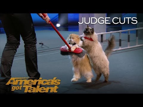 The Savitsky Cats: Trained Cats Perform Amazing Tricks With Catitude - America's Got Talent 2018