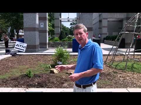 how to transplant river cane