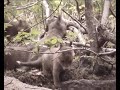 2 mn avec le renard en foret de Fontainebleau