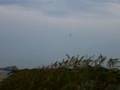 Dragonflies at New Smyrna Beach