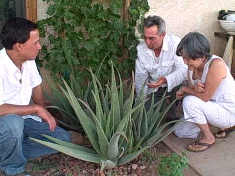 how to grow aloe vera