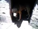 Meu cachorro Piti