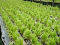 videos de Segurança, Meio Ambiente e Saúde do Trabalho de Cultivo Hidropônico.