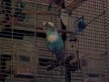 Qwerty the talking parakeet!