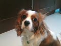 this is my baby apollo (polly) we adopted him when he was 1 and he's such a cutie! so i made a video for him :)