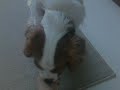 this is my baby apollo (polly) we adopted him when he was 1 and he's such a cutie! so i made a video for him :)