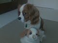 this is my baby apollo (polly) we adopted him when he was 1 and he's such a cutie! so i made a video for him :)