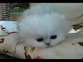 Obadiah the cutest Persian kitten in the world! :) Obadiah the cutest Persian kitten in the world! :)
