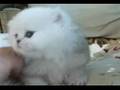Obadiah the cutest Persian kitten in the world! :)