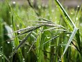 Estampes-3 Jardins Sous la pluie -C.Debussy