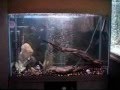 videos de my baby oscars and fish room