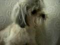 Bad Hair Day