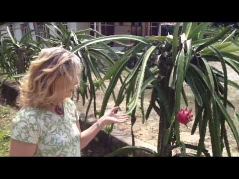 how to grow avocado in malaysia
