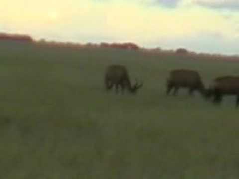 Red Hartebeest