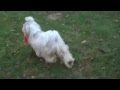 Angus and Roxie Romping