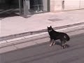 柴犬動画