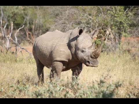 South African Rhino Poaching South African Rhino Poaching