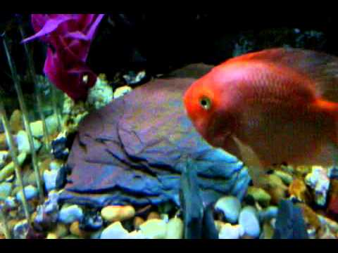 how to fertilize flowerhorn eggs