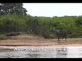Ataque da On�a a Capivara