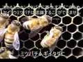 ミツバチヘギイタダニ