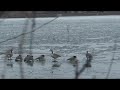 diving buffleheads diving buffleheads