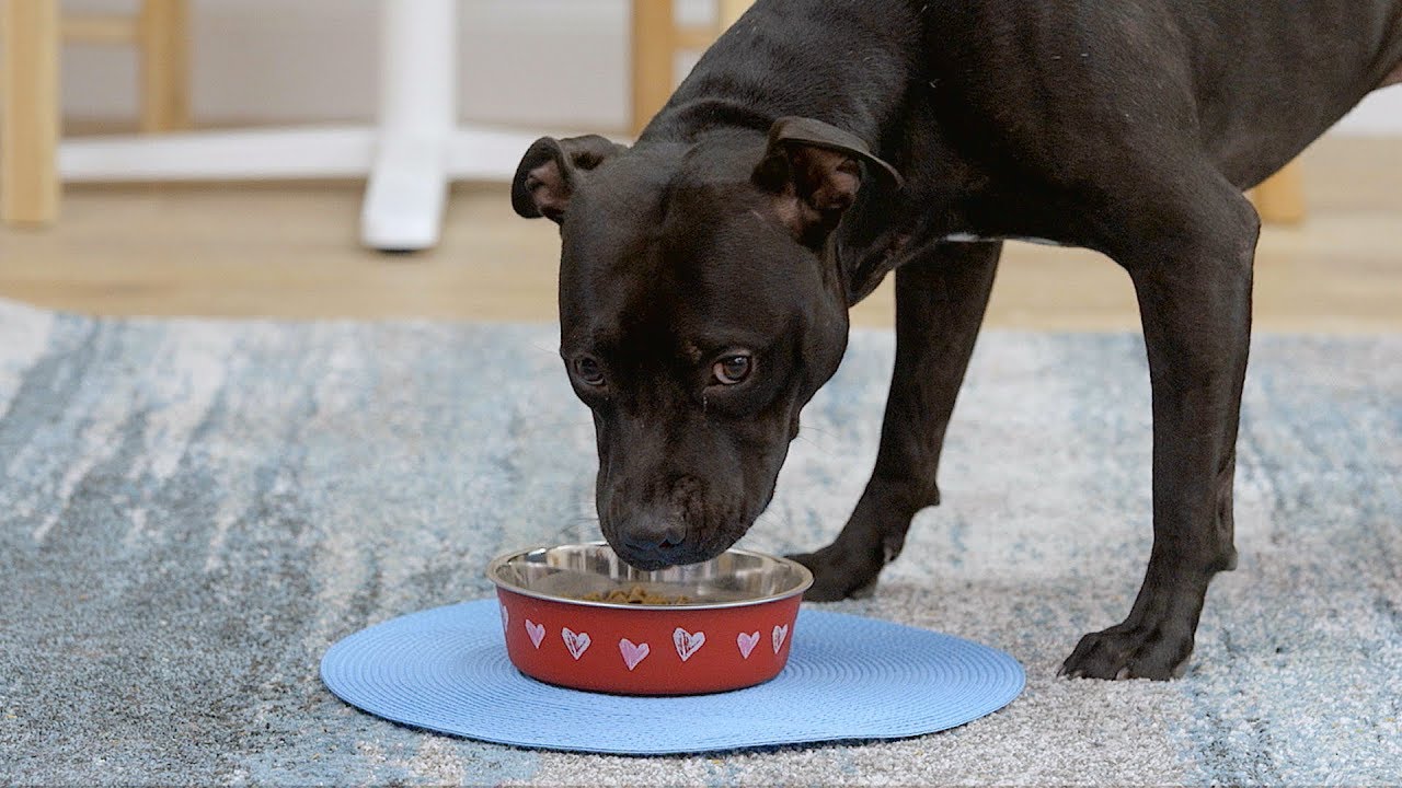 True Dog Food Reviews