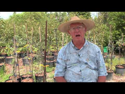 how to fertilize pecan trees in alabama