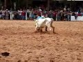 Ordenha da vaca brava