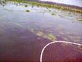banded water snake
