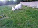 Cliquez pour voir la vid�o