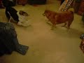 Hyper Mutt... Hyper Mutt...