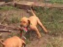 Puppies at Csipkeskuti Kennel