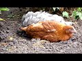 Chickens Riffing
