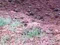 Dung beetles in Kruger 