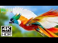 THE COOLEST 4K VIDEOS OF ALL TIME | DOLBY VISION | 4K HDR 12 ..
