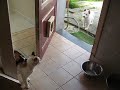White shepard puppy meets cat for the first time