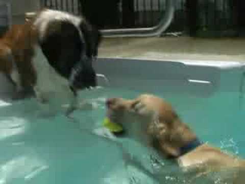 saint bernard