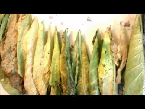 how to harvest tobacco leaves