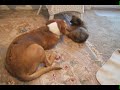 DOG FIGHT Little Keeshond whips up on BIG DOG Stephen Kline