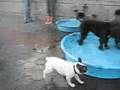 SplishSplash
