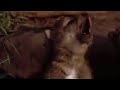 Coyote cub singing - BBC wildlife