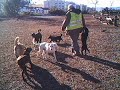 Letting dogs out
